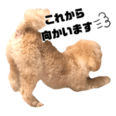 [LINEスタンプ] トイプードルのムギ3