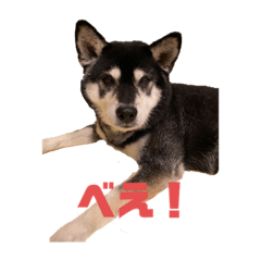 [LINEスタンプ] 黒柴ハチベエ2