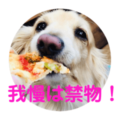 [LINEスタンプ] ダックス虎虎の日常会話3