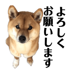 [LINEスタンプ] 柴犬こっちゃん2