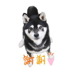 [LINEスタンプ] 黒柴ハチベエ3