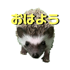[LINEスタンプ] えふぉまる＆えふぉみすたんぷ☺︎
