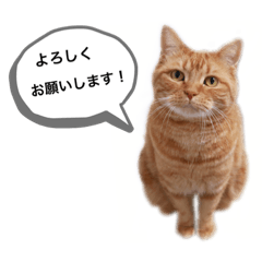 [LINEスタンプ] 足長マンチカンのビスくん。