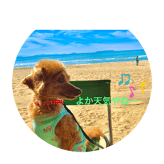 [LINEスタンプ] ときどき博多弁ごんちゃんの一生2