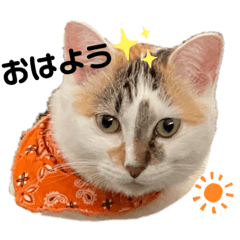 [LINEスタンプ] モチLIFE