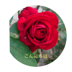[LINEスタンプ] 素敵なバラのスタンプ