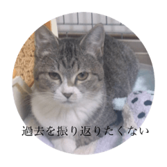 [LINEスタンプ] ちびみやパート6