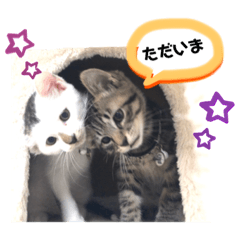 [LINEスタンプ] ねこ、コケ、ケイト、とらがらラムネ