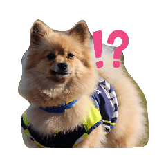 [LINEスタンプ] 東海のアイドル犬さくら