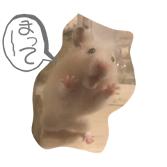 [LINEスタンプ] ハムとネコともろもろ