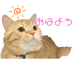 [LINEスタンプ] 癒しのミケユキチャンネルスタンプ