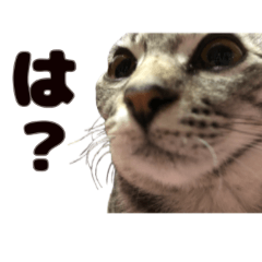 [LINEスタンプ] ソラちゃんです。。