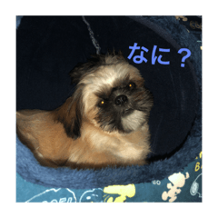 [LINEスタンプ] こーしゃん