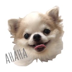 [LINEスタンプ] チワワのたくわんのスタンプ①