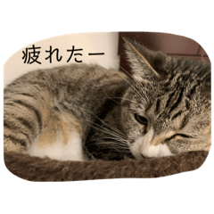 [LINEスタンプ] ちびみやパート3