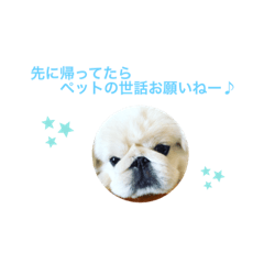 [LINEスタンプ] わたしのお願い