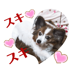 [LINEスタンプ] Papillon ron photo stamp