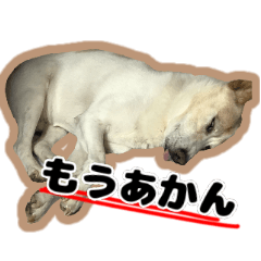 [LINEスタンプ] 【日常使い】犬のコロスケの画像（メイン）