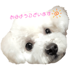[LINEスタンプ] ビションフリーゼのラム