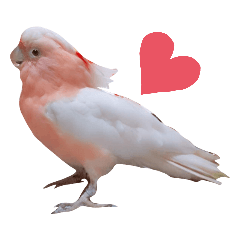 [LINEスタンプ] クルマサカオウムのキャンディー2