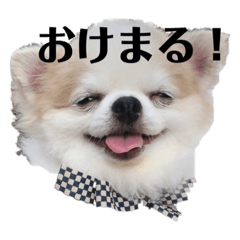 [LINEスタンプ] チワワのたくわんのスタンプ②