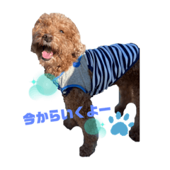 [LINEスタンプ] 我が家の癒やしイッヌ