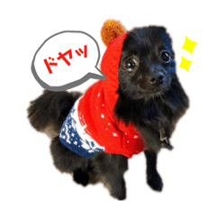 [LINEスタンプ] ポメチワのぽち