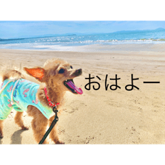 [LINEスタンプ] ときどき博多弁ごんちゃんの一生