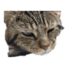 [LINEスタンプ] ふんコロチャ