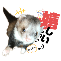 [LINEスタンプ] Everydayフェレットスタンプ2