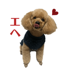 [LINEスタンプ] プードル♡メルシーの日常3