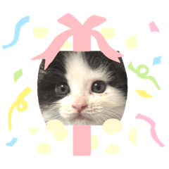 [LINEスタンプ] 子猫のミオ