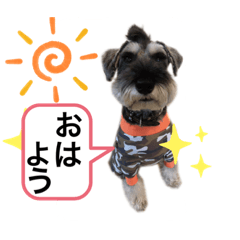 [LINEスタンプ] ミニチュアシュナウザーのカールスタンプ