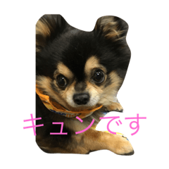 [LINEスタンプ] かわいい❤️わんちゃんたちのスタンプ