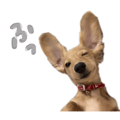 [LINEスタンプ] まめちゃん(ほんとの名前はまめぞう)