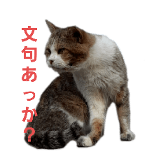 [LINEスタンプ] 野良猫みー