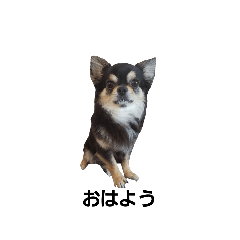 [LINEスタンプ] チワワ可愛い