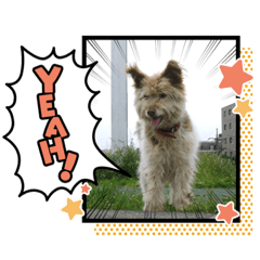[LINEスタンプ] いぬさま・ねこさまのスタンプ