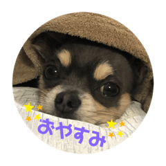 [LINEスタンプ] チワワのむった君