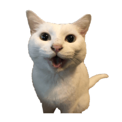 [LINEスタンプ] じぇっちゃん