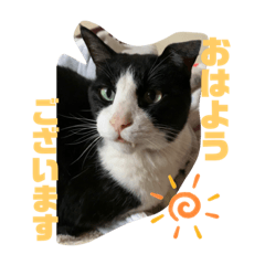 [LINEスタンプ] 清水家の3ねこ。〜敬語挨拶編〜
