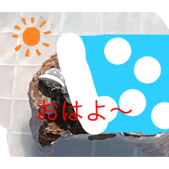 [LINEスタンプ] はーちゃんのかめいっぱいスタンプ2