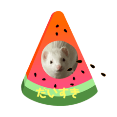 [LINEスタンプ] フェレットのかわいい顔