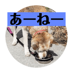 [LINEスタンプ] 愛犬花7