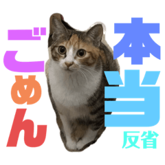 [LINEスタンプ] ねこみく
