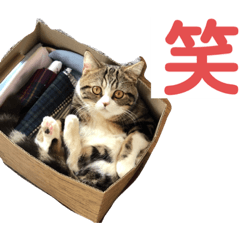 [LINEスタンプ] グラくんスタンプ