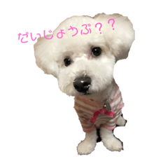 [LINEスタンプ] ビションフリーゼのラムとトイプーのレム