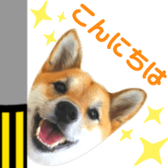 [LINEスタンプ] 柴犬ビスコの日常