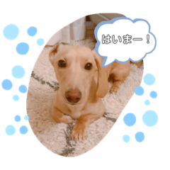 [LINEスタンプ] くーすけのつぶやき