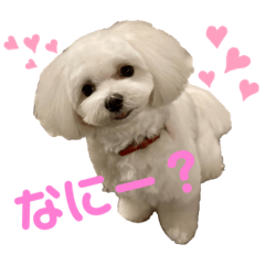 [LINEスタンプ] Tinoくんスタンプ(あいさつ)